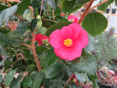 Close up of bright pink Camellia flower with yellow stamen